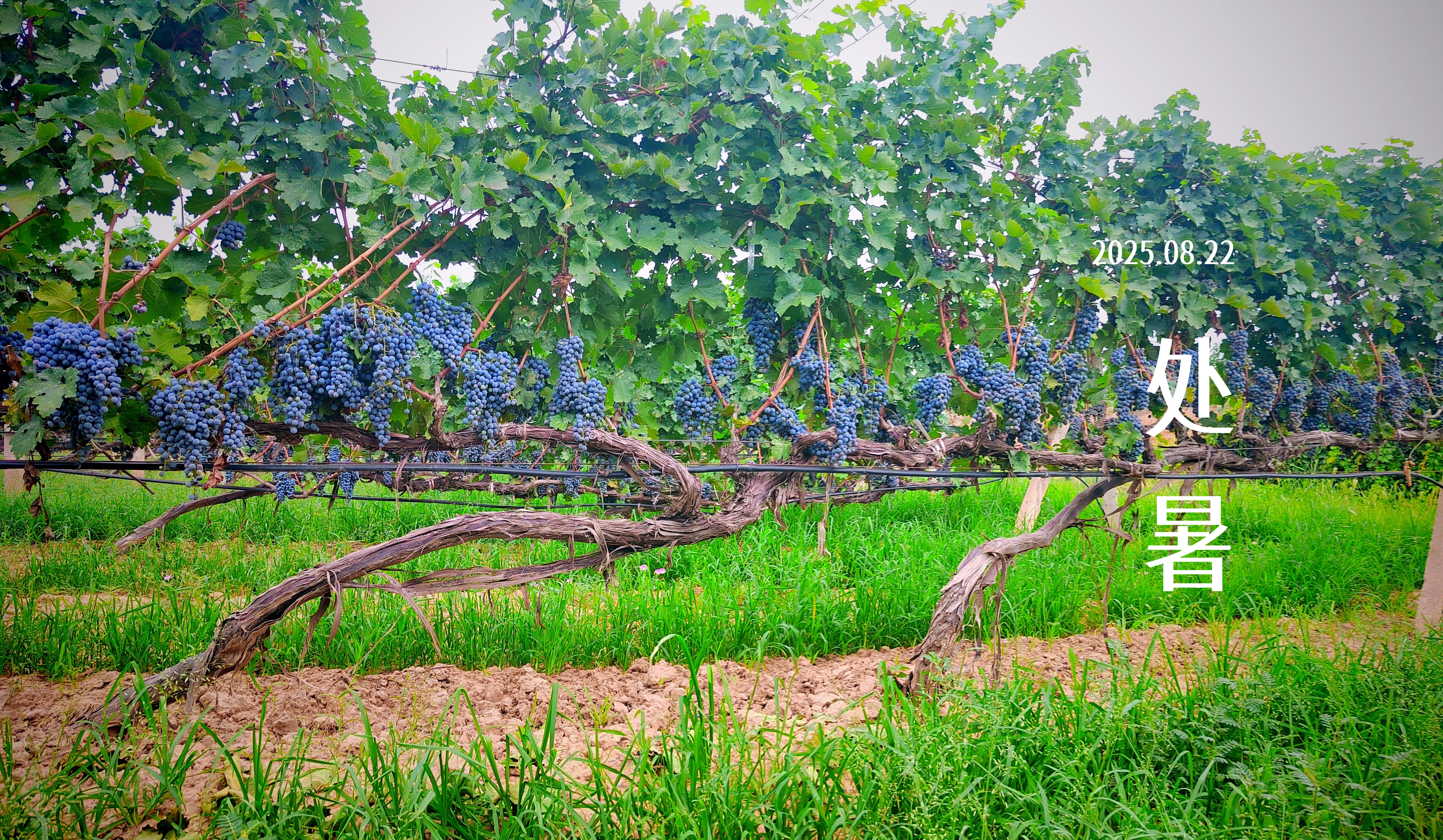 處暑||佳釀迎處暑，微醺共金秋